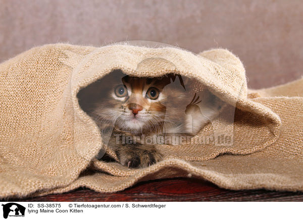 liegendes Maine Coon Ktzchen / lying Maine Coon Kitten / SS-38575