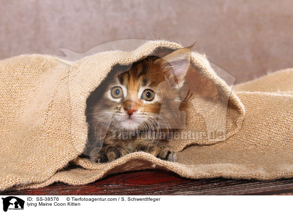 liegendes Maine Coon Ktzchen / lying Maine Coon Kitten / SS-38576