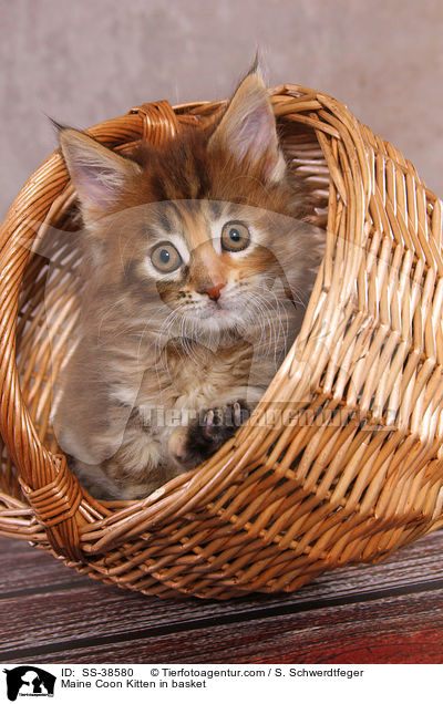 Maine Coon Ktzchen im Korb / Maine Coon Kitten in basket / SS-38580