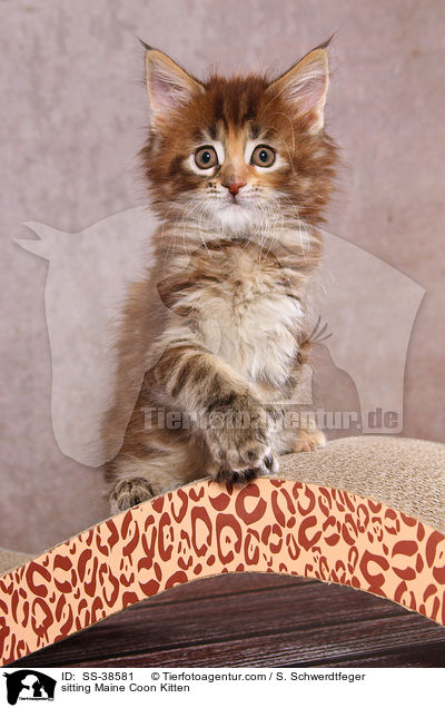 sitting Maine Coon Kitten / SS-38581