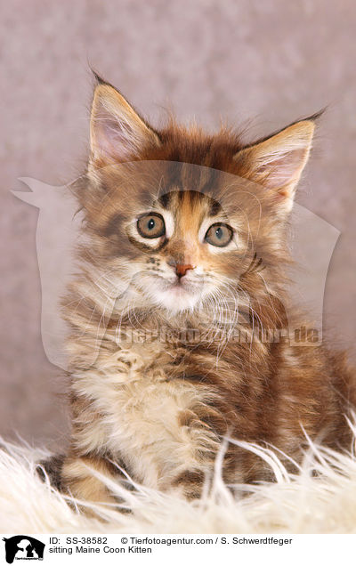 sitzendes Maine Coon Ktzchen / sitting Maine Coon Kitten / SS-38582