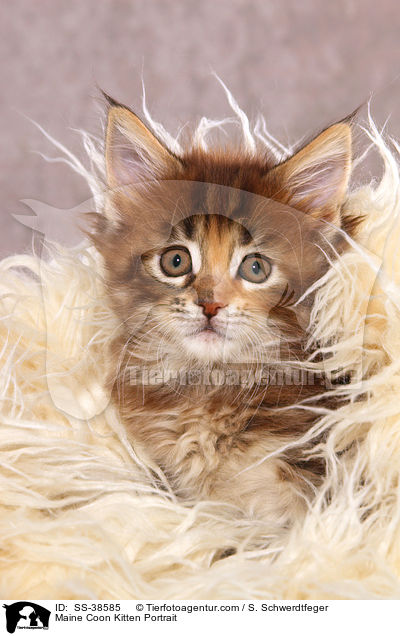 Maine Coon Ktzchen Portrait / Maine Coon Kitten Portrait / SS-38585