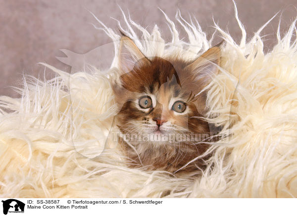 Maine Coon Ktzchen Portrait / Maine Coon Kitten Portrait / SS-38587