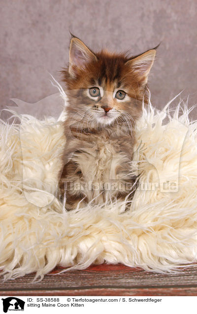 sitzendes Maine Coon Ktzchen / sitting Maine Coon Kitten / SS-38588