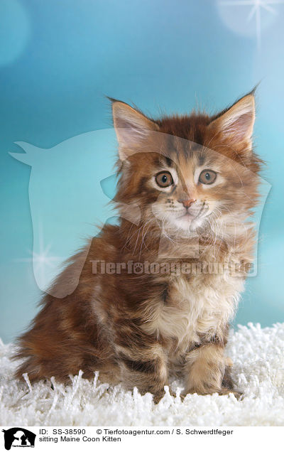 sitzendes Maine Coon Ktzchen / sitting Maine Coon Kitten / SS-38590