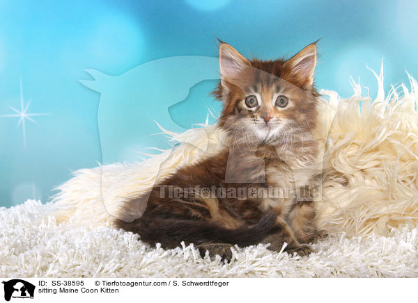 sitting Maine Coon Kitten / SS-38595