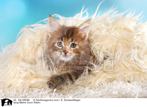 lying Maine Coon Kitten / SS-38596
