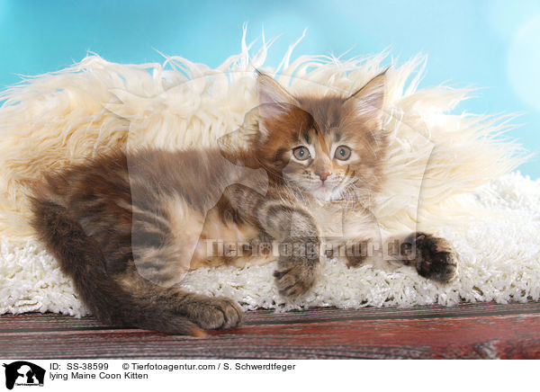 lying Maine Coon Kitten / SS-38599