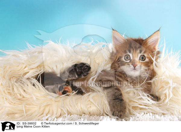 liegendes Maine Coon Ktzchen / lying Maine Coon Kitten / SS-38602