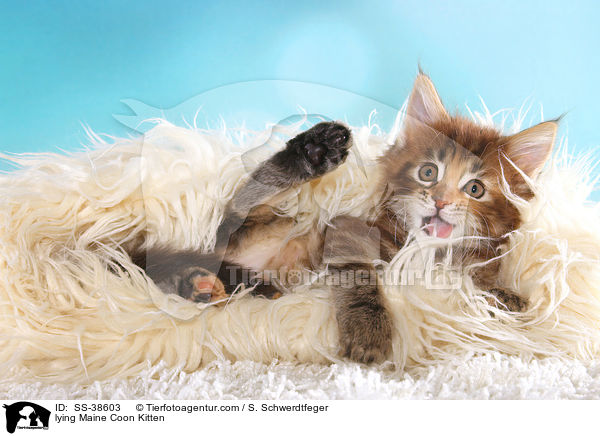 liegendes Maine Coon Ktzchen / lying Maine Coon Kitten / SS-38603