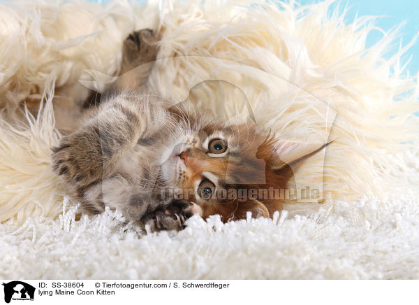 liegendes Maine Coon Ktzchen / lying Maine Coon Kitten / SS-38604
