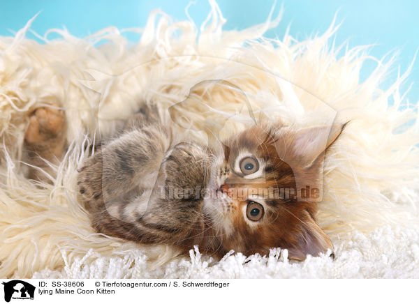 liegendes Maine Coon Ktzchen / lying Maine Coon Kitten / SS-38606