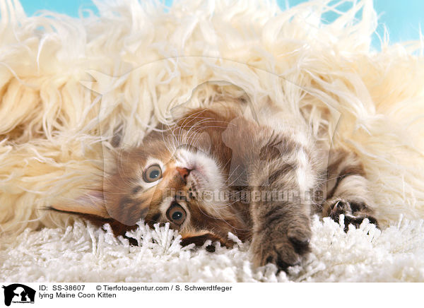 liegendes Maine Coon Ktzchen / lying Maine Coon Kitten / SS-38607