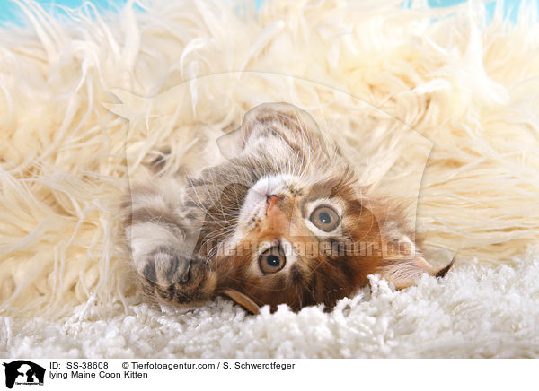 liegendes Maine Coon Ktzchen / lying Maine Coon Kitten / SS-38608
