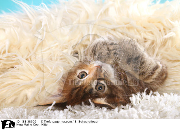 liegendes Maine Coon Ktzchen / lying Maine Coon Kitten / SS-38609