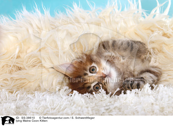 liegendes Maine Coon Ktzchen / lying Maine Coon Kitten / SS-38610