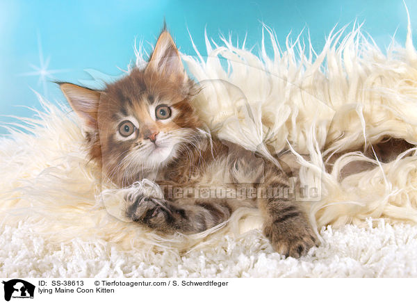 liegendes Maine Coon Ktzchen / lying Maine Coon Kitten / SS-38613