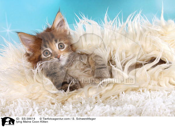 liegendes Maine Coon Ktzchen / lying Maine Coon Kitten / SS-38614