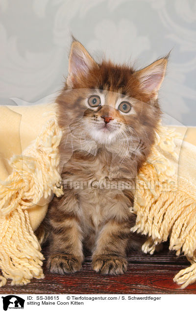 sitzendes Maine Coon Ktzchen / sitting Maine Coon Kitten / SS-38615