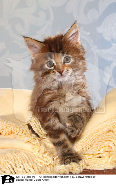 sitzendes Maine Coon Ktzchen / sitting Maine Coon Kitten / SS-38616