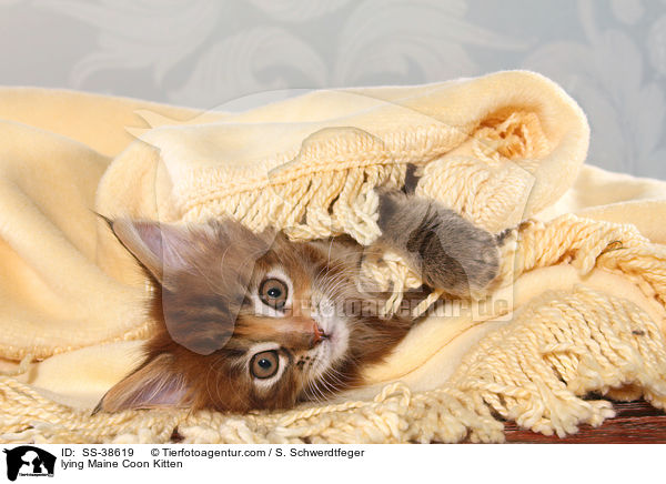 liegendes Maine Coon Ktzchen / lying Maine Coon Kitten / SS-38619