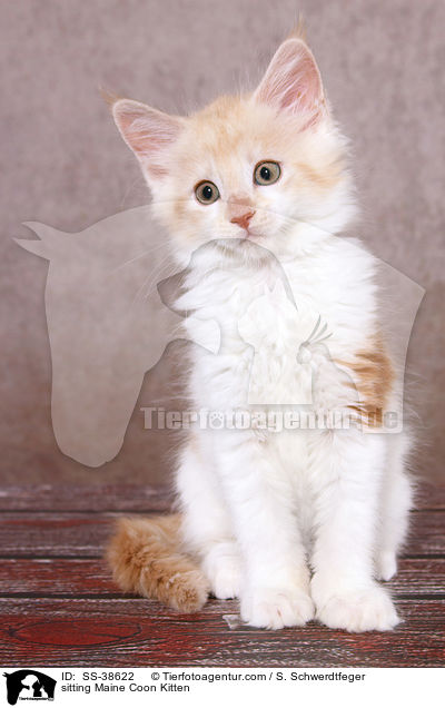sitting Maine Coon Kitten / SS-38622