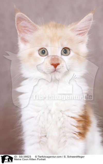 Maine Coon Kitten Portrait / SS-38623
