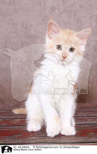 sitting Maine Coon Kitten / SS-38624