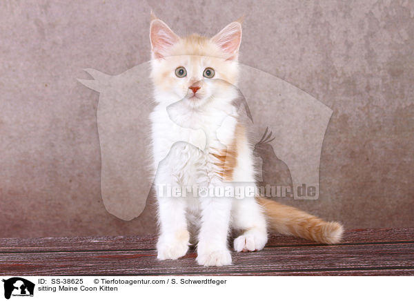 sitting Maine Coon Kitten / SS-38625