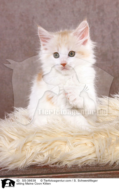sitting Maine Coon Kitten / SS-38638