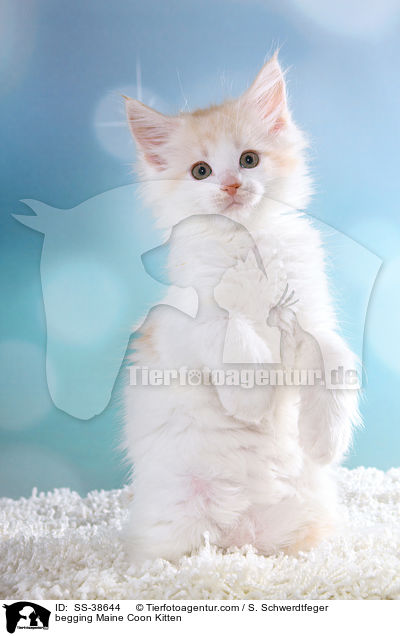 Maine Coon Ktzchen macht Mnnchen / begging Maine Coon Kitten / SS-38644