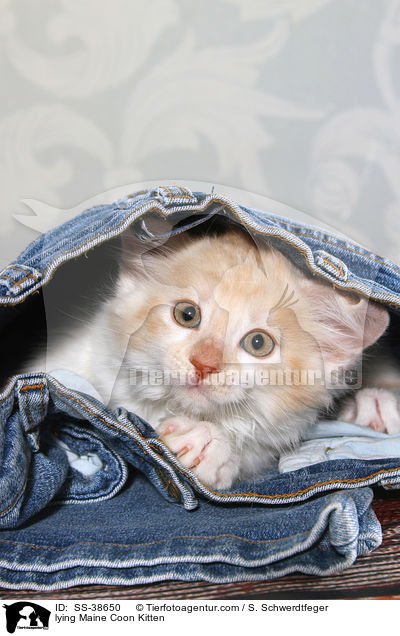lying Maine Coon Kitten / SS-38650
