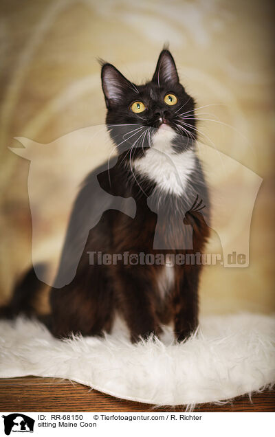sitzende Maine Coon / sitting Maine Coon / RR-68150