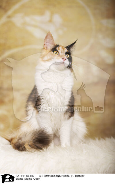 sitzende Maine Coon / sitting Maine Coon / RR-68157