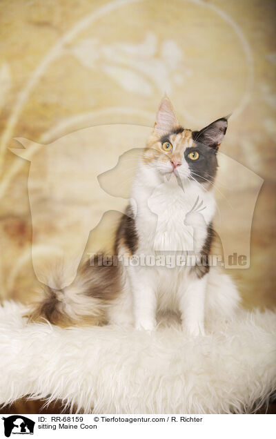 sitzende Maine Coon / sitting Maine Coon / RR-68159