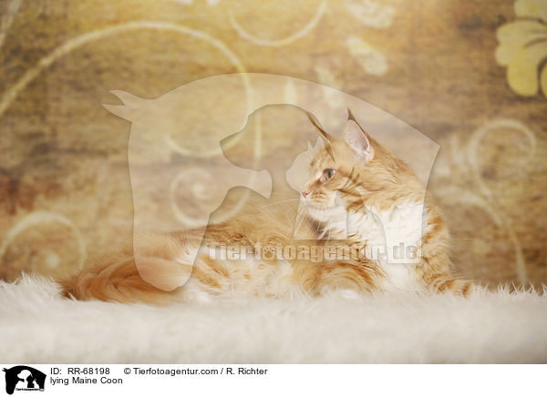 liegende Maine Coon / lying Maine Coon / RR-68198
