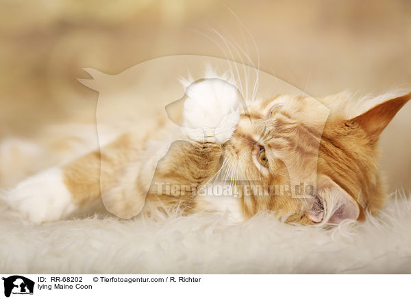liegende Maine Coon / lying Maine Coon / RR-68202