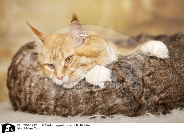 lying Maine Coon / RR-68212
