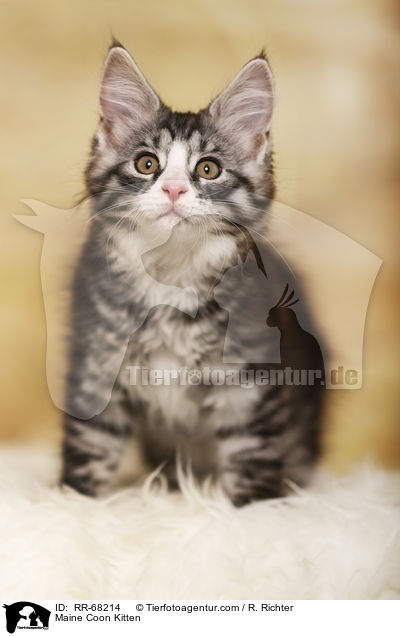 Maine Coon Kitten / RR-68214