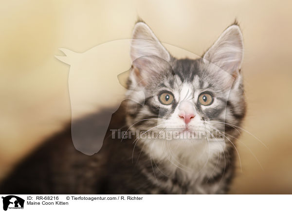 Maine Coon Kitten / RR-68216