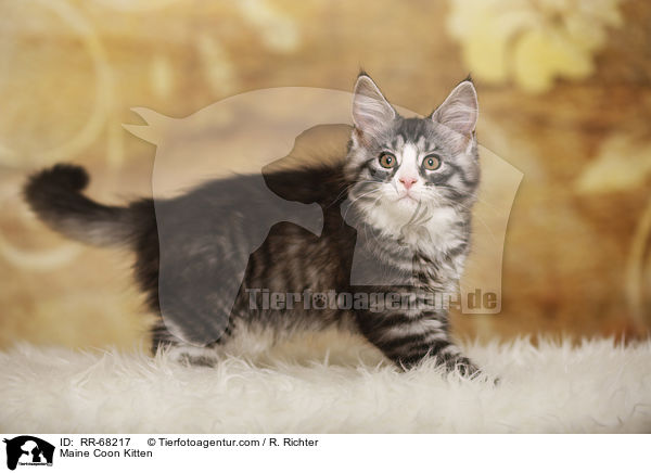 Maine Coon Kitten / RR-68217