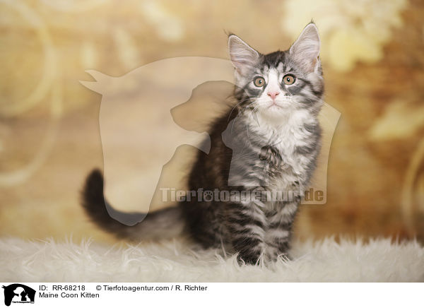 Maine Coon Kitten / RR-68218