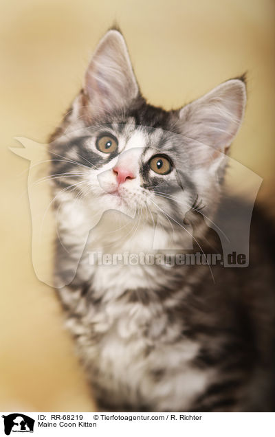Maine Coon Ktzchen / Maine Coon Kitten / RR-68219