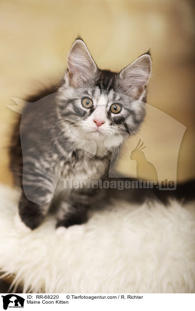 Maine Coon Kitten / RR-68220