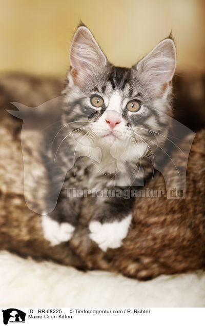 Maine Coon Kitten / RR-68225