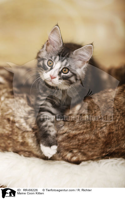 Maine Coon Kitten / RR-68226