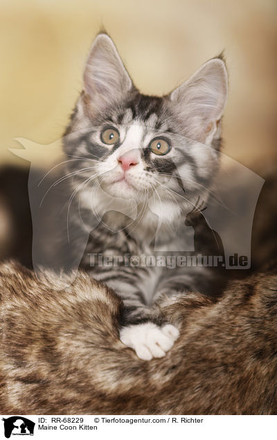 Maine Coon Kitten / RR-68229