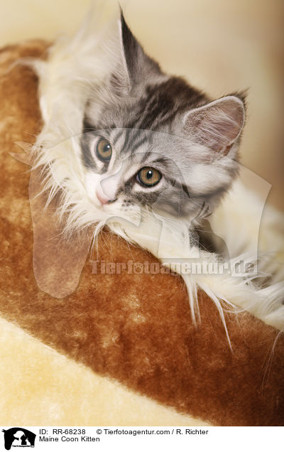 Maine Coon Ktzchen / Maine Coon Kitten / RR-68238