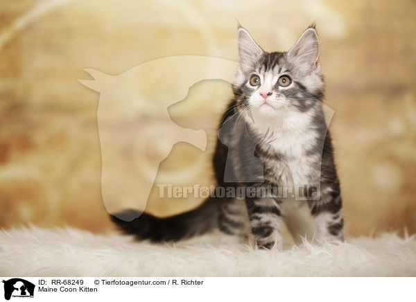 Maine Coon Ktzchen / Maine Coon Kitten / RR-68249
