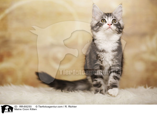Maine Coon Ktzchen / Maine Coon Kitten / RR-68250